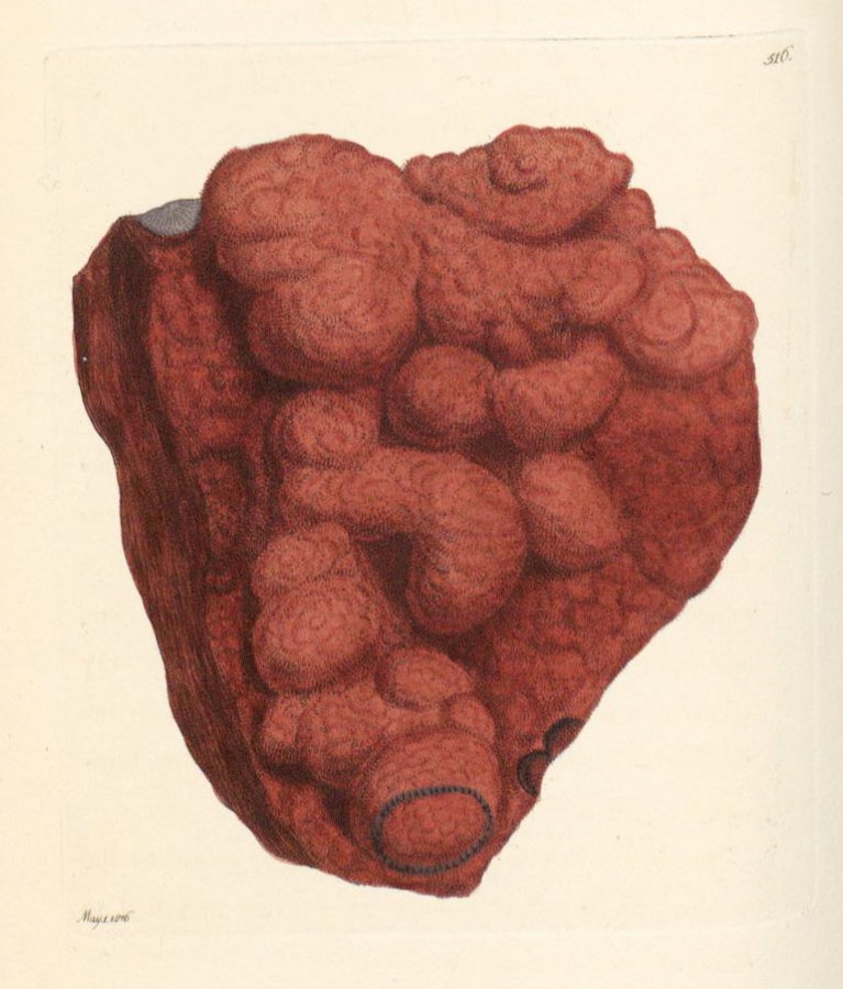 Example clipping: a vintage natural-history illustration